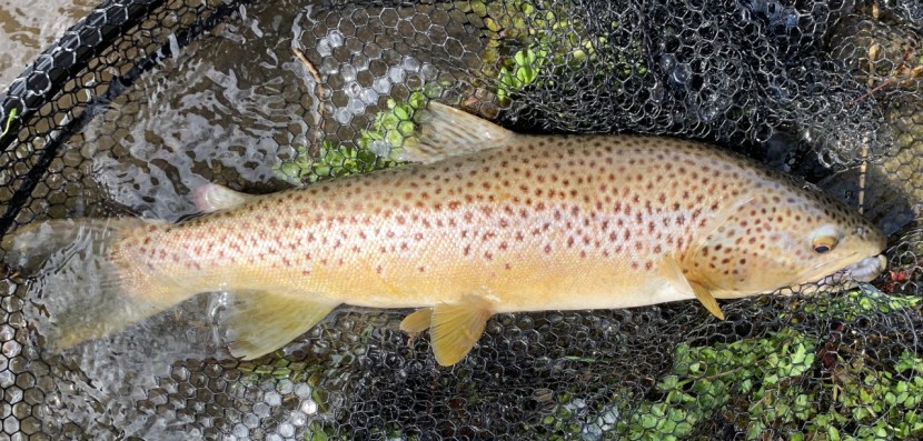 Gromaine trout - JC from Ilminster
